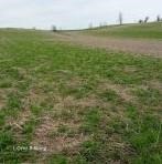 Assessing Alfalfa Winter Damage